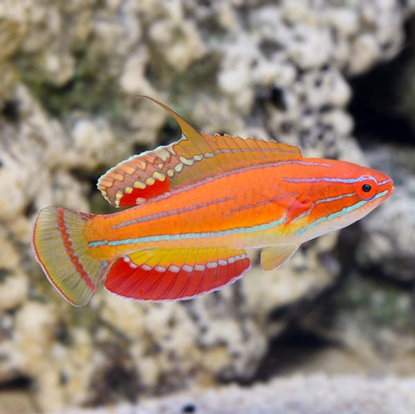 McCosker's Flasher wrasse new - Shipwreck Cove Corals