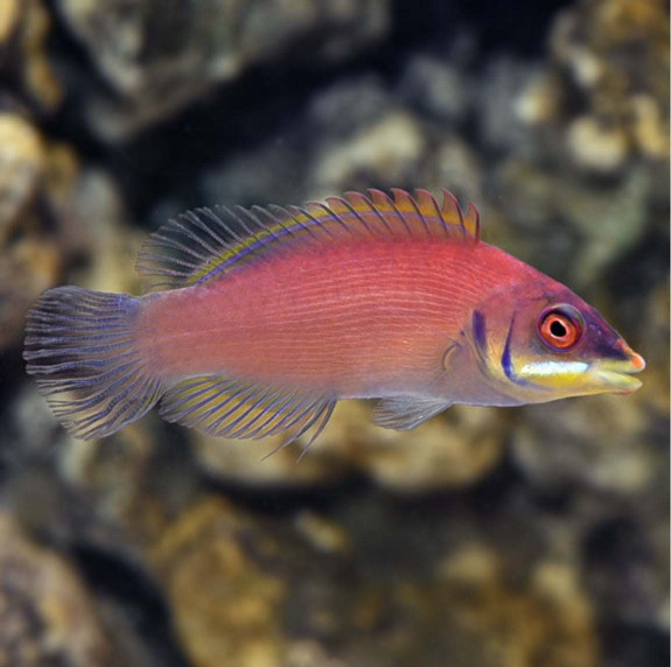 Scarlet Pinstripe Wrasse new - Shipwreck Cove Corals