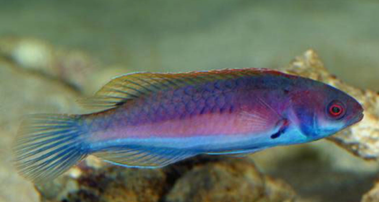 Blue-sided Fairy Wrasse new - Shipwreck Cove Corals