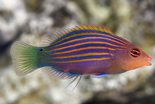 Six Line Wrasse new - Shipwreck Cove Corals