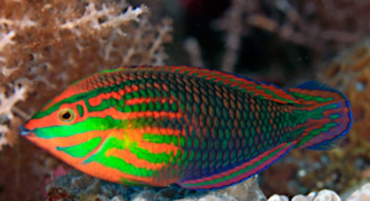 Red Lined Wrasse new - Shipwreck Cove Corals
