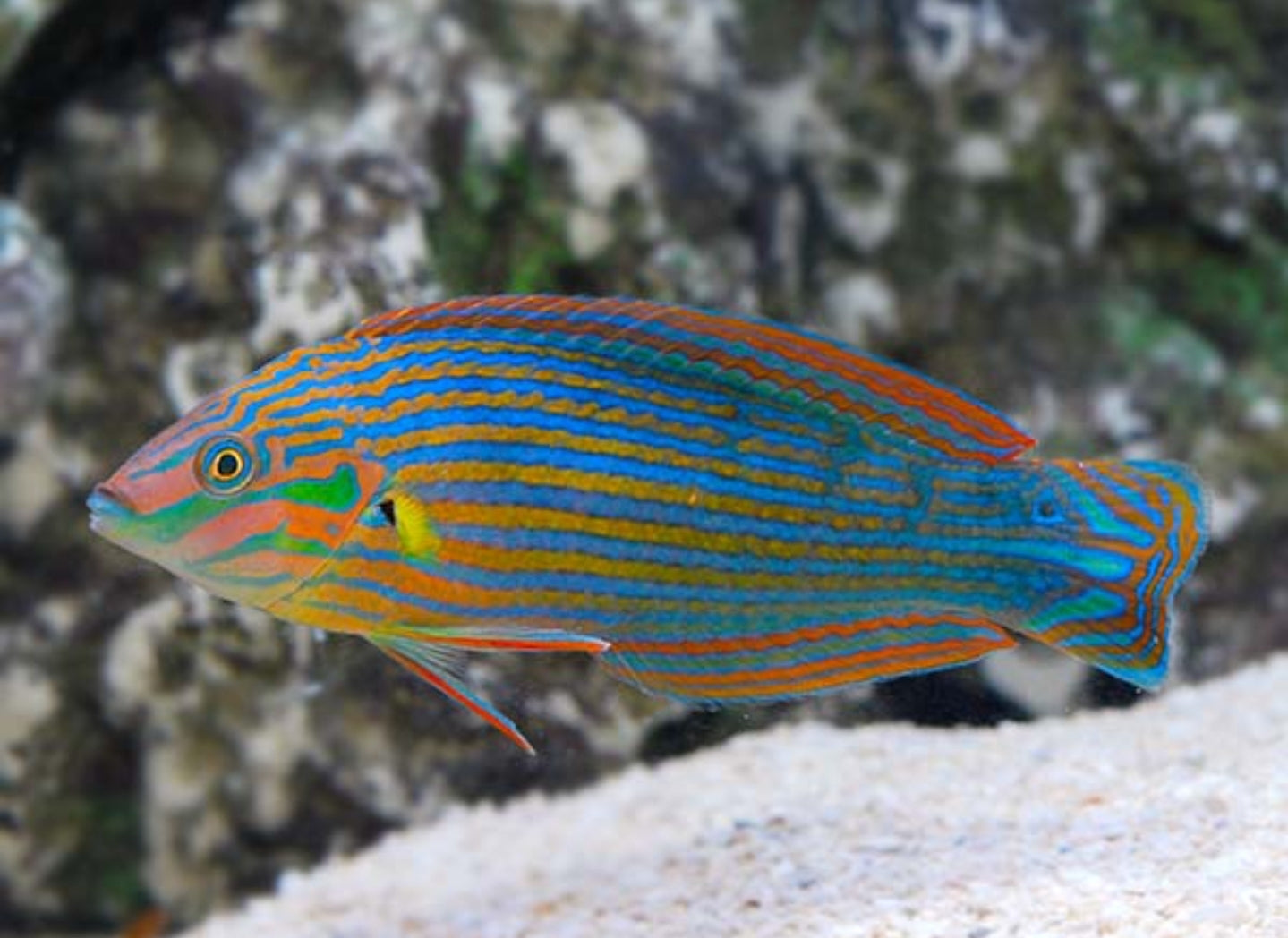 Melanurus Wrasse - Shipwreck Cove Corals