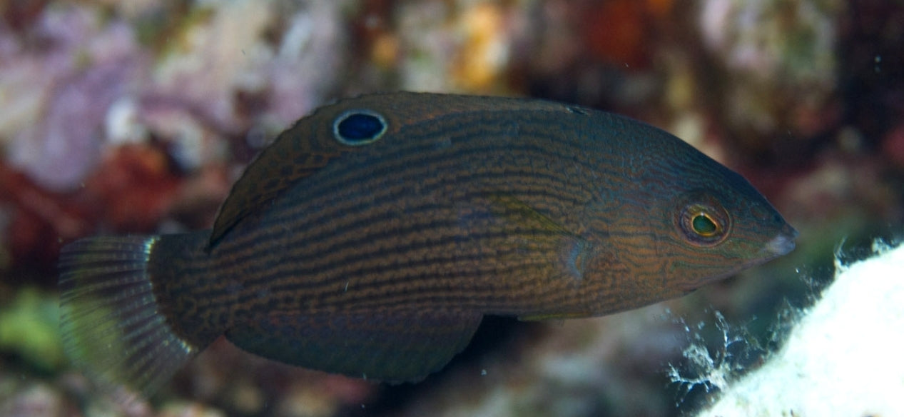 Dusky Wrasse new - Shipwreck Cove Corals