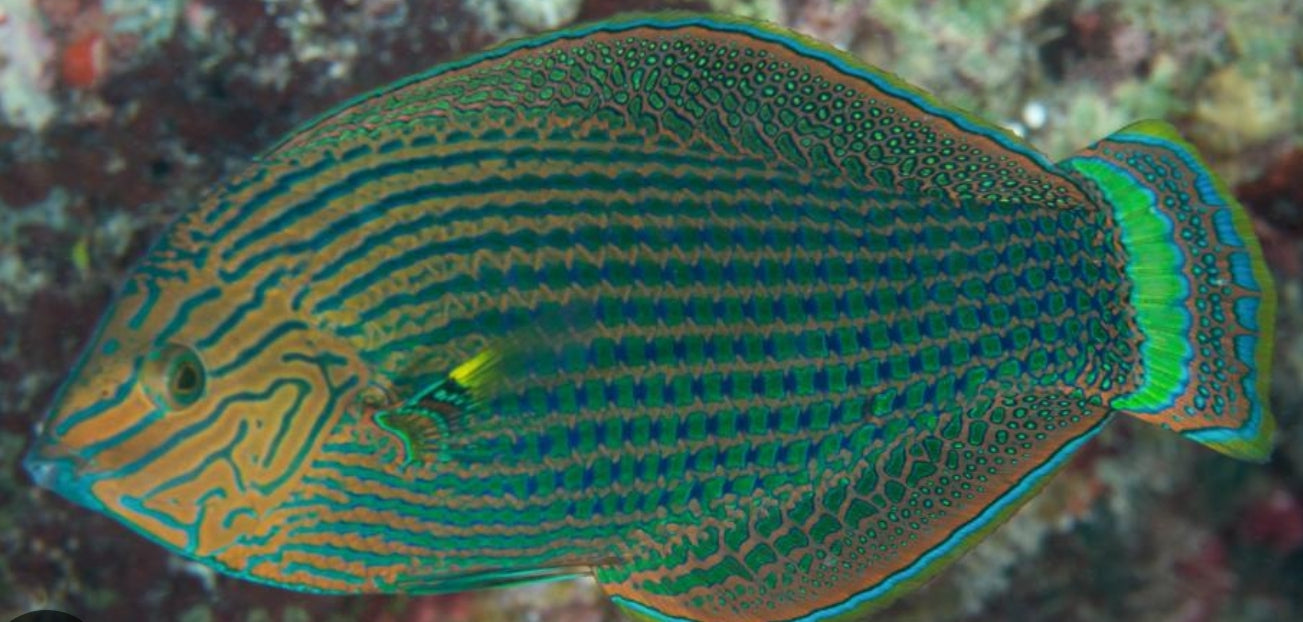 Dusky Wrasse new - Shipwreck Cove Corals
