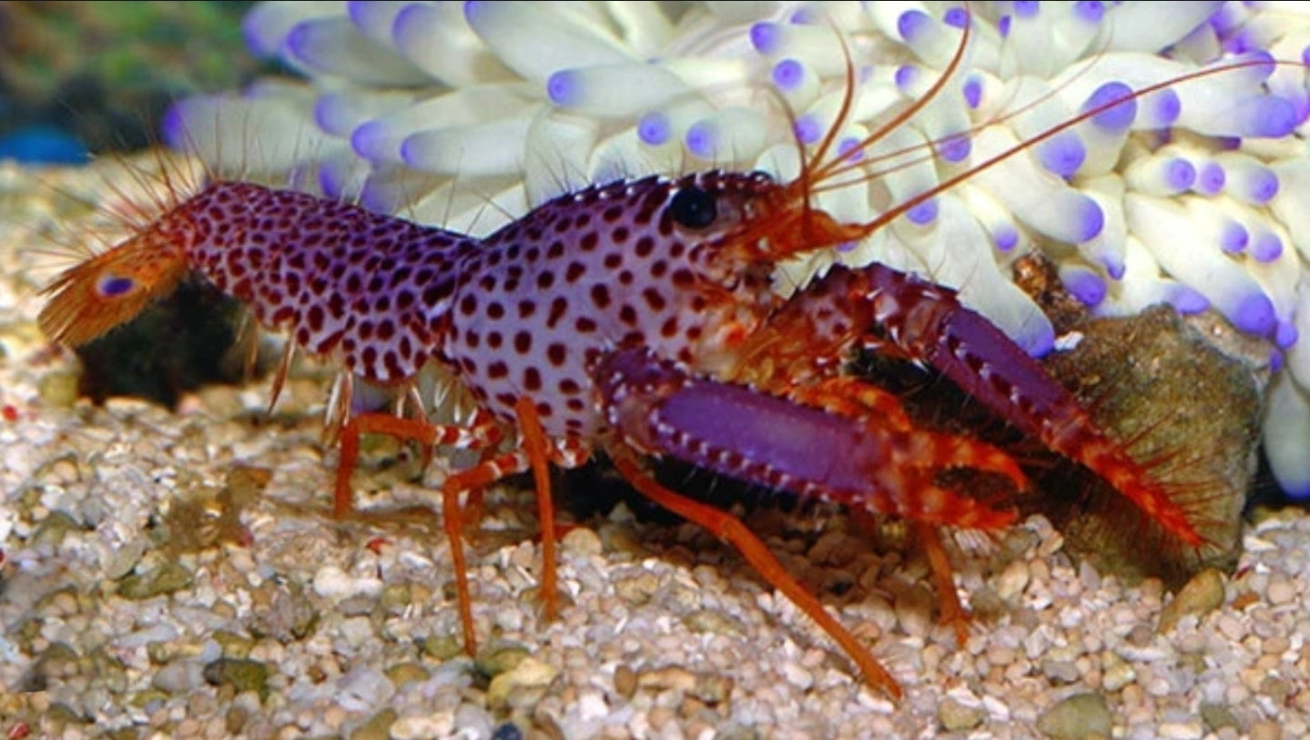 Purple reef lobster - Shipwreck Cove Corals
