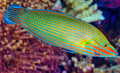 Richmonds Wrasse L/G new - Shipwreck Cove Corals