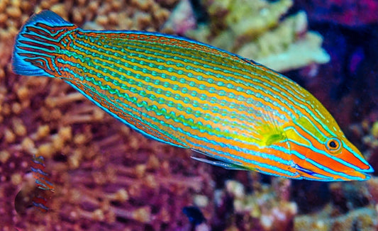 Richmonds Wrasse L/G new - Shipwreck Cove Corals