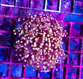 1 head burgandy/red pink tip Octospawn coral new - Shipwreck Cove Corals