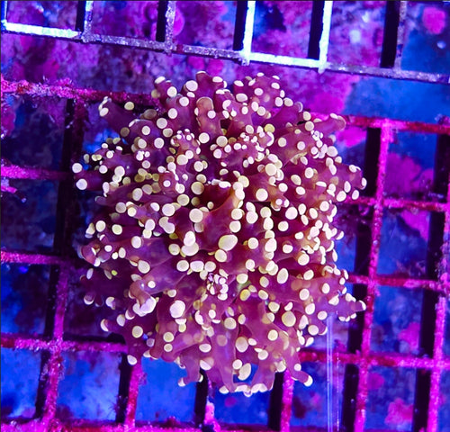 1 head burgandy/red pink tip Octospawn coral new - Shipwreck Cove Corals