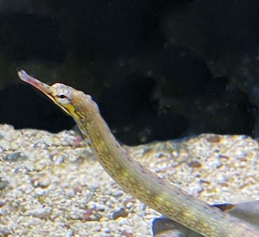 Dragon Face Pipefish - Shipwreck Cove Corals