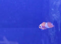 T/R Oclellaris clown fish - Shipwreck Cove Corals