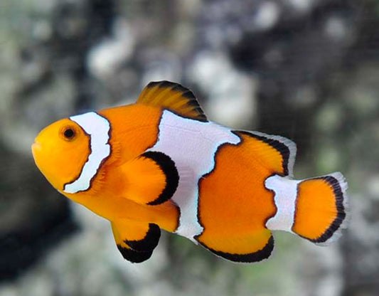 Snowflake Clown Fish - Shipwreck Cove Corals