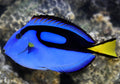 Blue Hippo Tang Small - Shipwreck Cove Corals