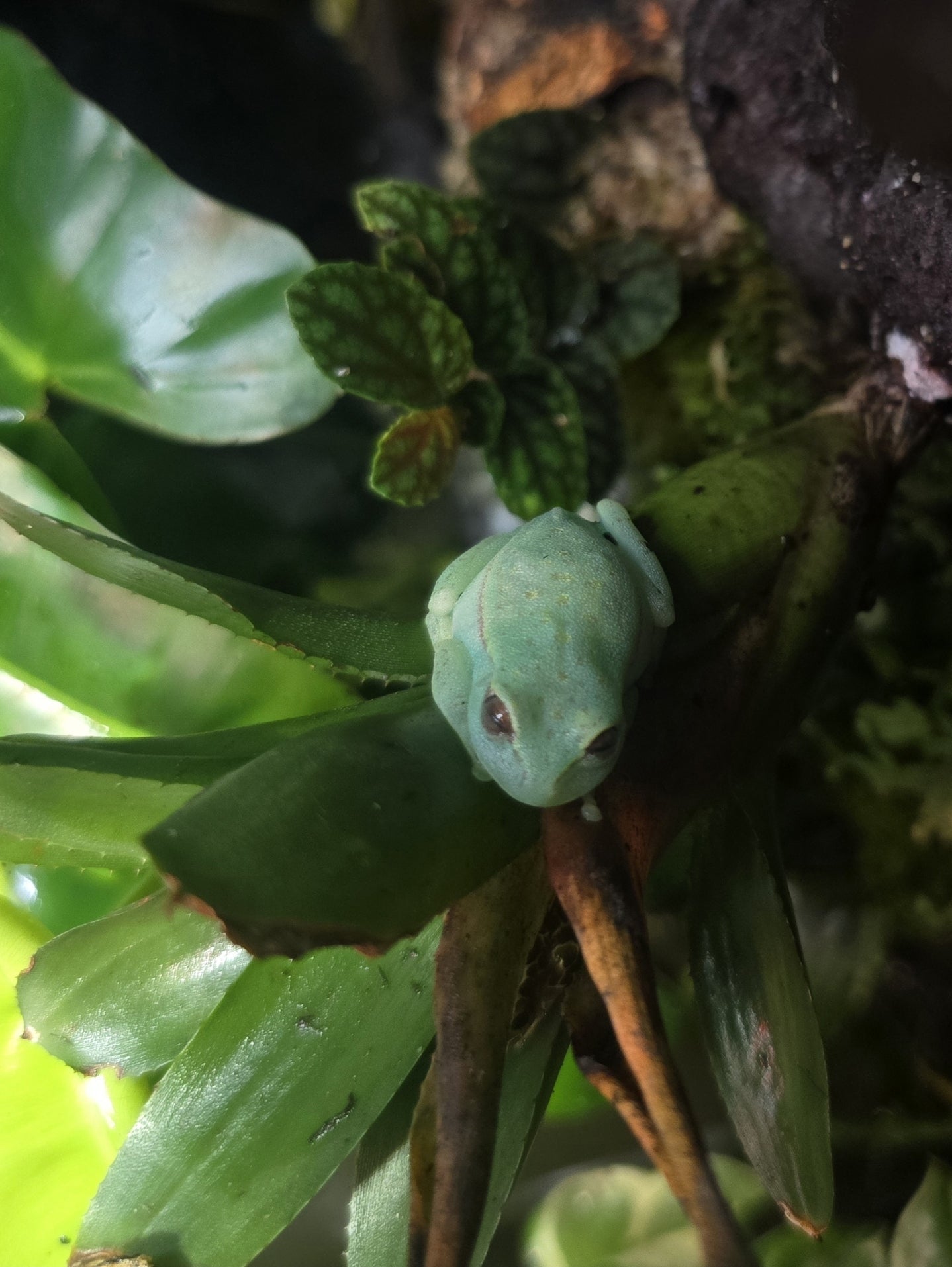 CB Boana Atlantica(Glow in the dark) Tree Frog juvy - Shipwreck Cove Corals