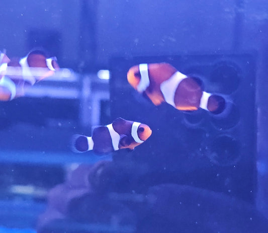 Darwin clown - Shipwreck Cove Corals