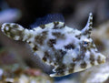 Aptasia Eating File Fish sml - Shipwreck Cove Corals
