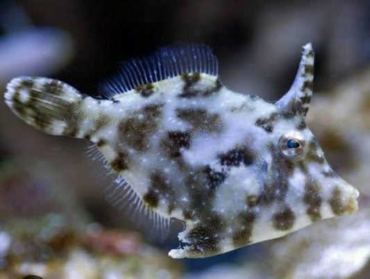 Aptasia Eating File Fish sml - Shipwreck Cove Corals
