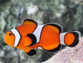 Misbar clown - Shipwreck Cove Corals