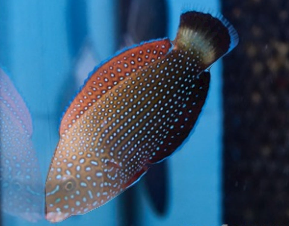 Lined Tamarin Wrasse small - Shipwreck Cove Corals