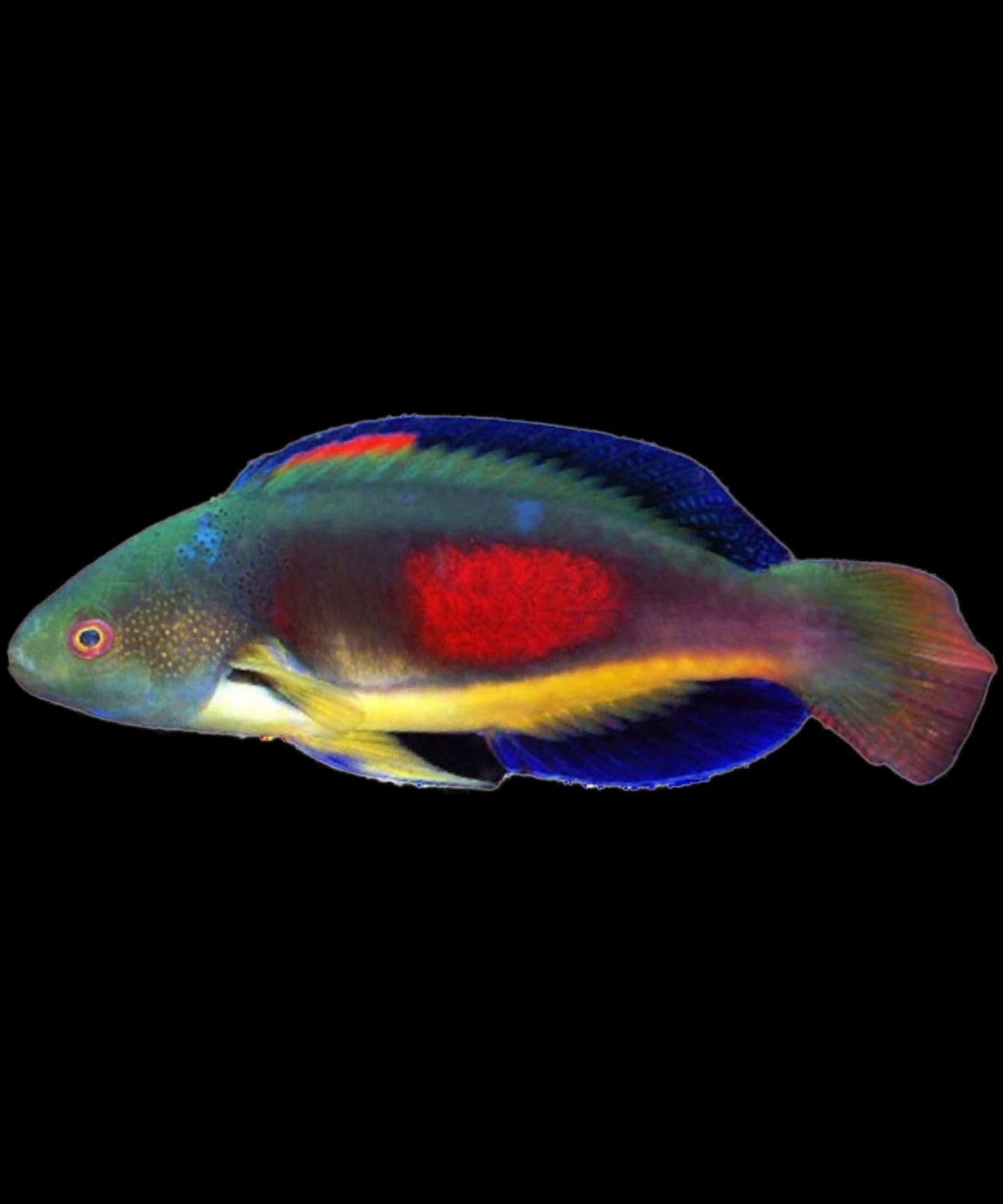 Scott's fairy wrasse - Shipwreck Cove Corals
