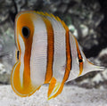 Copperband Butterfly medium - Shipwreck Cove Corals