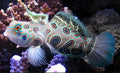 Target/Spotted Mandarin Goby - Shipwreck Cove Corals