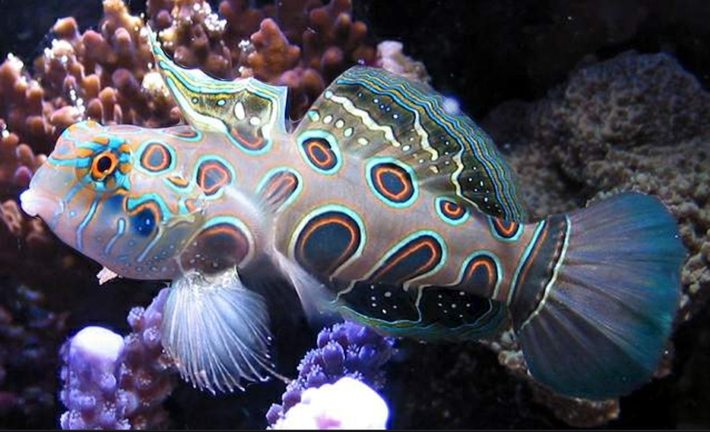 Target/Spotted Mandarin Goby - Shipwreck Cove Corals