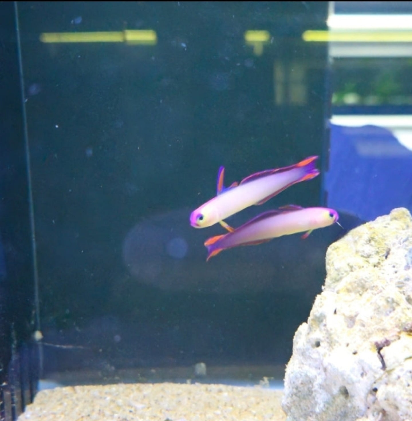 Purple Fire fish - Shipwreck Cove Corals