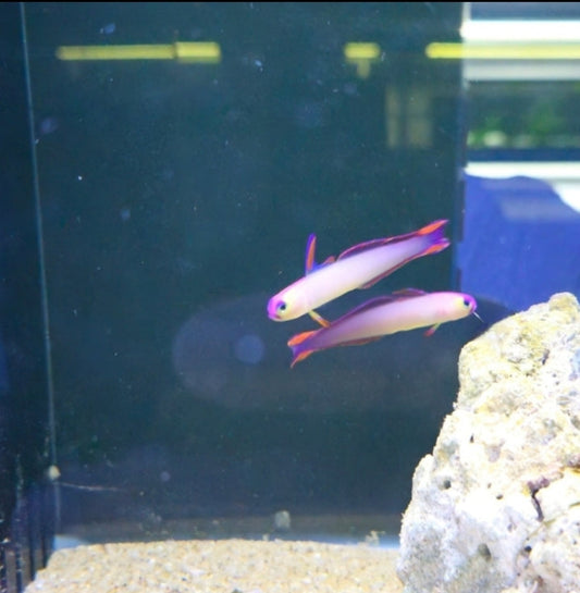 Purple Fire fish - Shipwreck Cove Corals