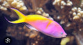 Carberryi Anthias - Shipwreck Cove Corals