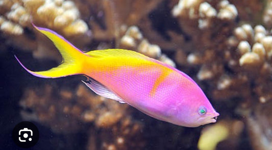 Carberryi Anthias - Shipwreck Cove Corals