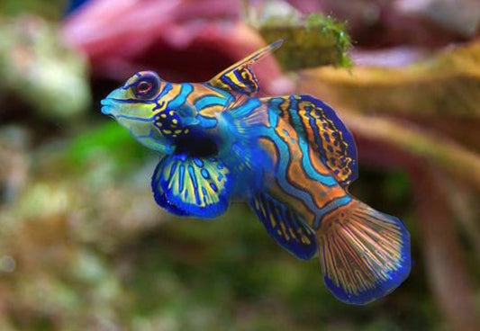 Green Mandarin Goby - Shipwreck Cove Corals