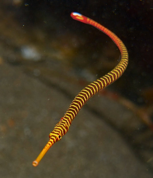 Yellowbanded Pipefish M/L - Shipwreck Cove Corals