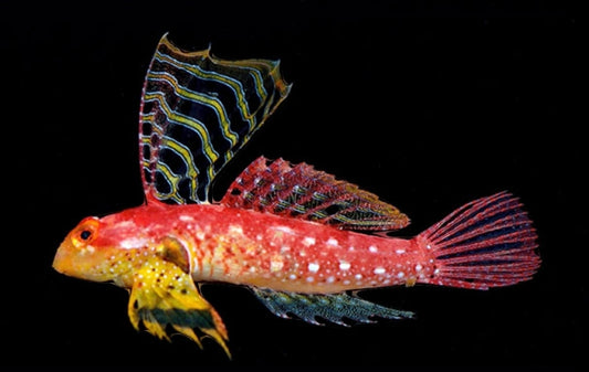 Ruby Red Dragonet - Shipwreck Cove Corals