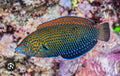 Blue spotted tamarin wrasse - Shipwreck Cove Corals