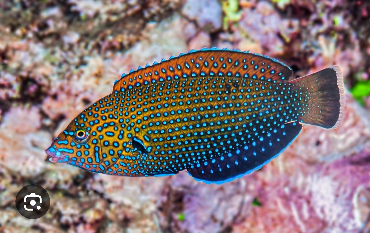 Blue spotted tamarin wrasse - Shipwreck Cove Corals