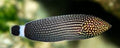 Lined Tamarin Wrasse - Shipwreck Cove Corals