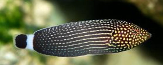 Lined Tamarin Wrasse - Shipwreck Cove Corals