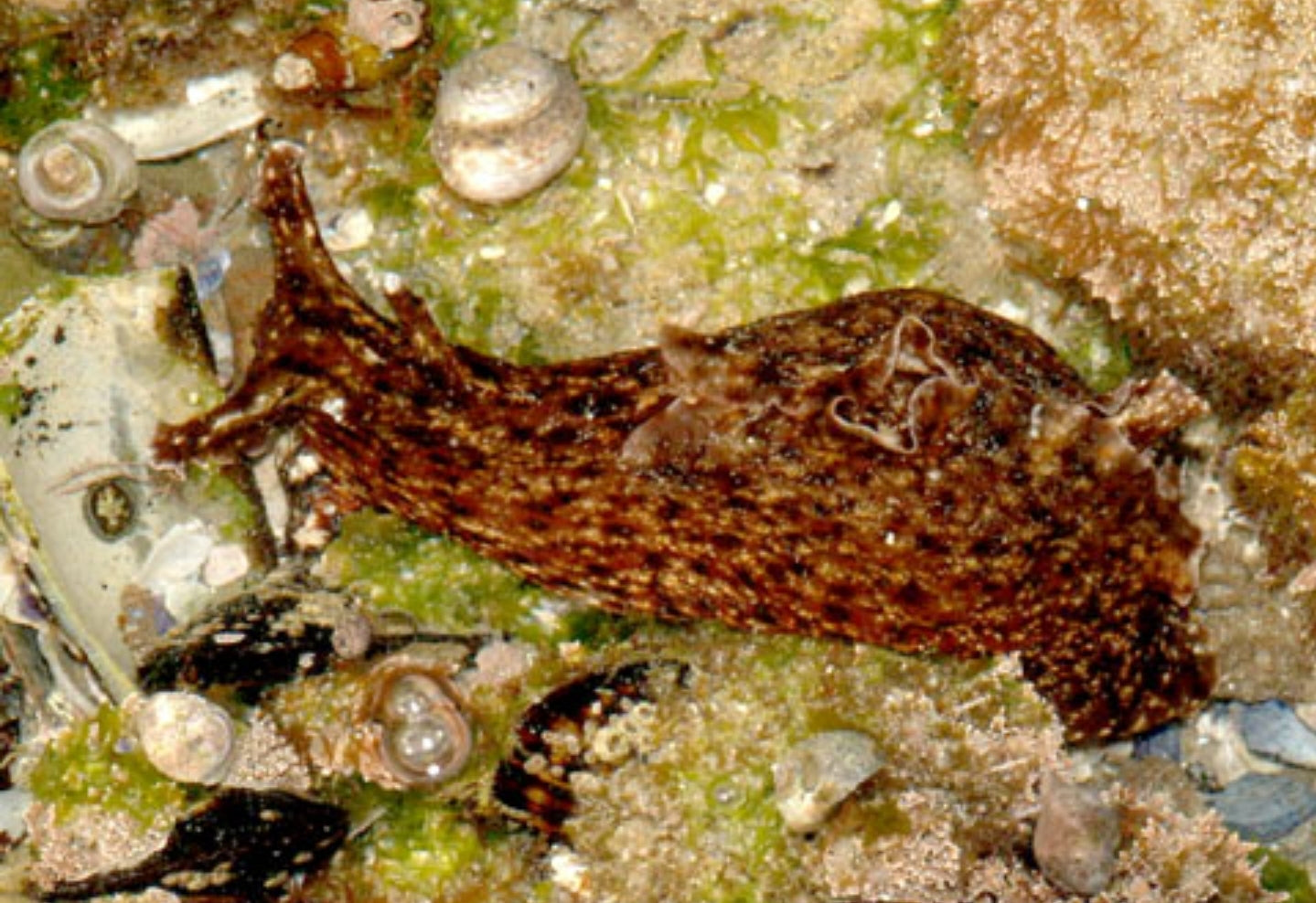 Sea Hair Nudibranche - Shipwreck Cove Corals