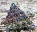 Conehead snail - Shipwreck Cove Corals