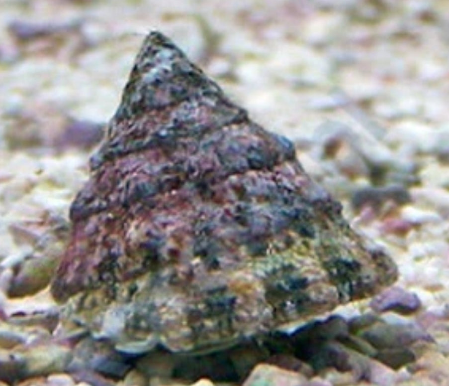 Conehead snail - Shipwreck Cove Corals