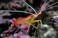 Skunk Cleaner shrimp - Shipwreck Cove Corals