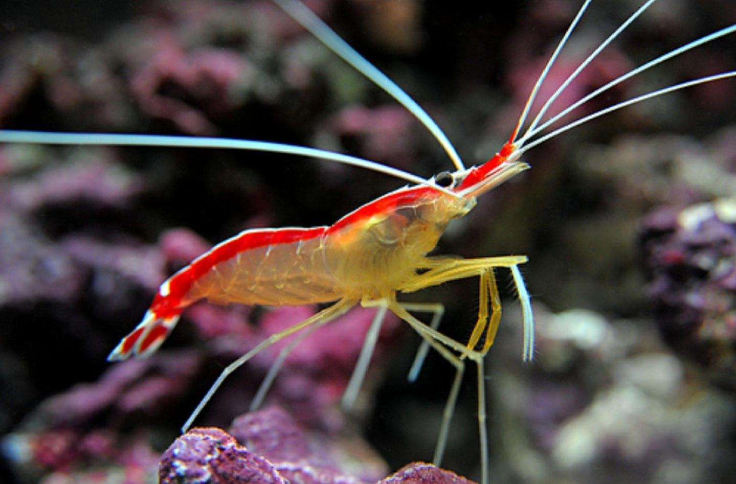 Skunk Cleaner shrimp - Shipwreck Cove Corals