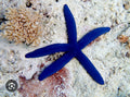 Blue Linkia Star - Shipwreck Cove Corals