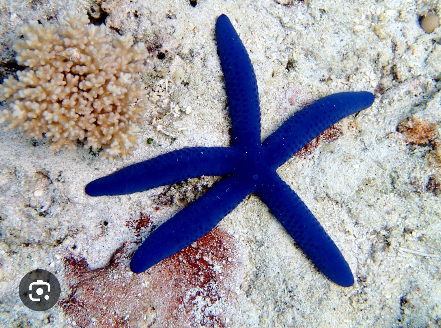 Blue Linkia Star - Shipwreck Cove Corals