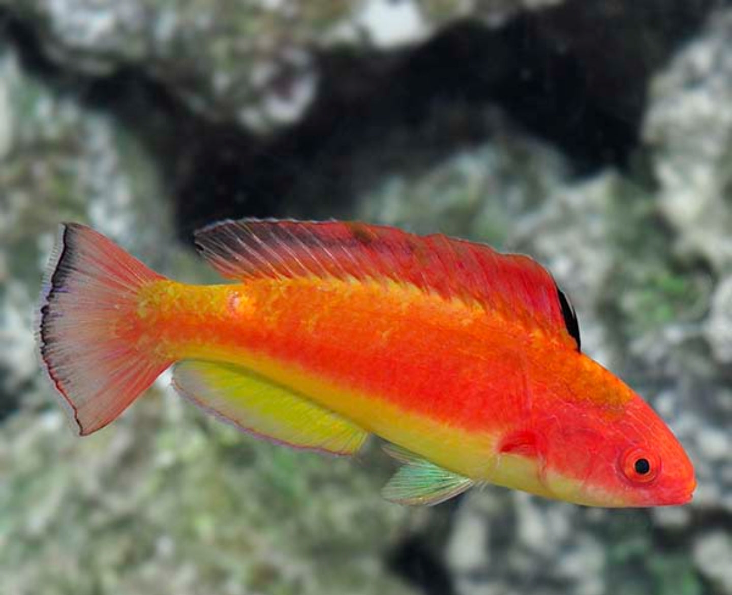 Hooded Flame Wrasse - Shipwreck Cove Corals