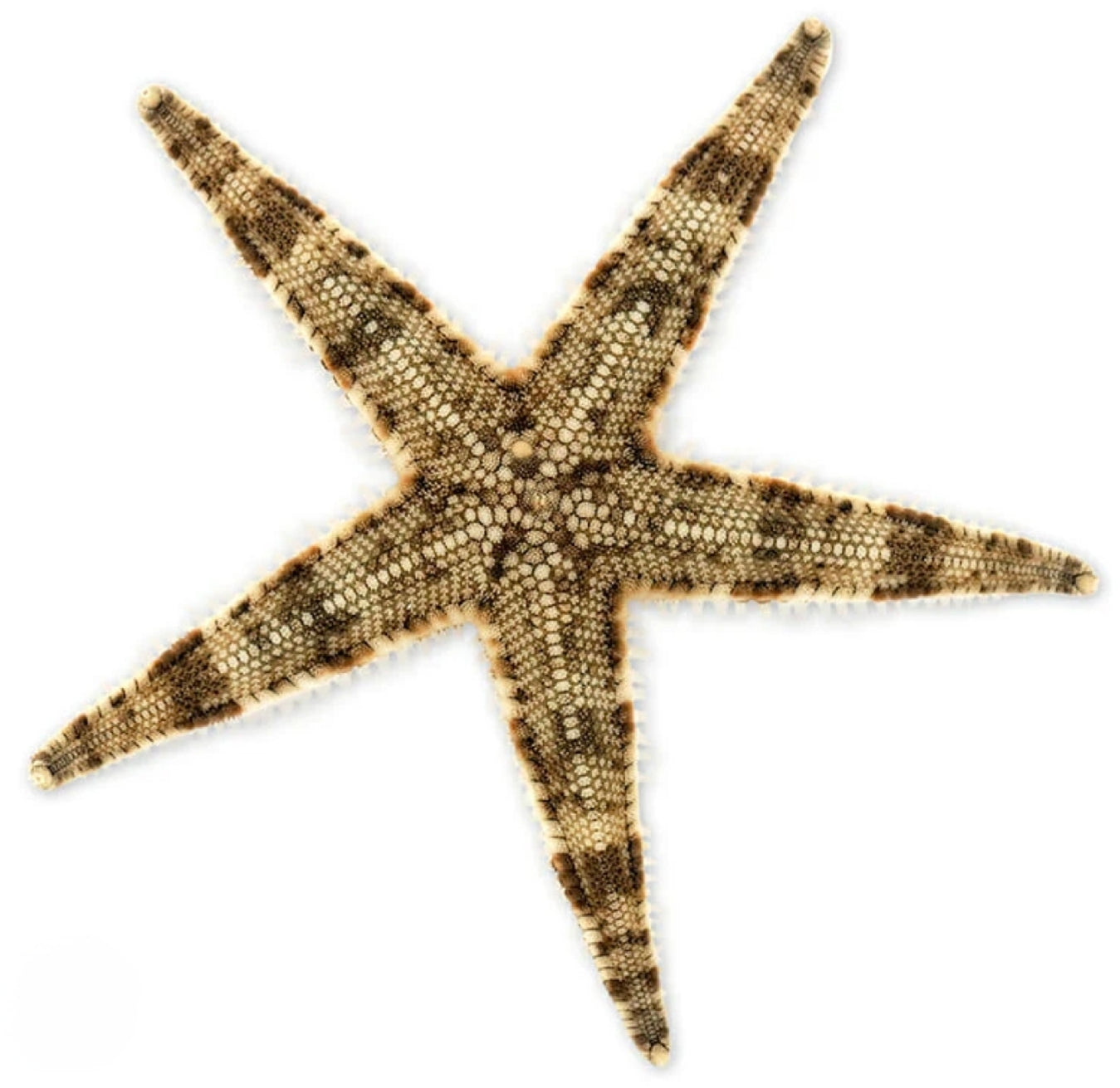 Sand Sifting starfish - Shipwreck Cove Corals