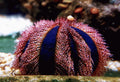 Blue Tuxedo Urchin - Shipwreck Cove Corals