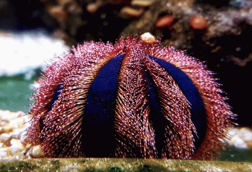 Blue Tuxedo Urchin - Shipwreck Cove Corals