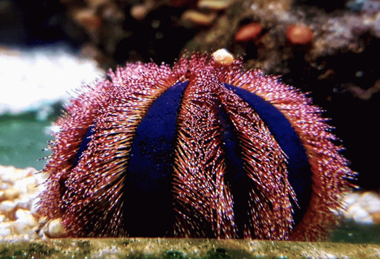 Blue Tuxedo Urchin - Shipwreck Cove Corals